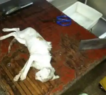 温州妙鲜阁陷"杀猫门" 酒店解释不是总厨是学徒(组图)