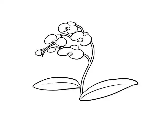 蝴蝶兰简笔画