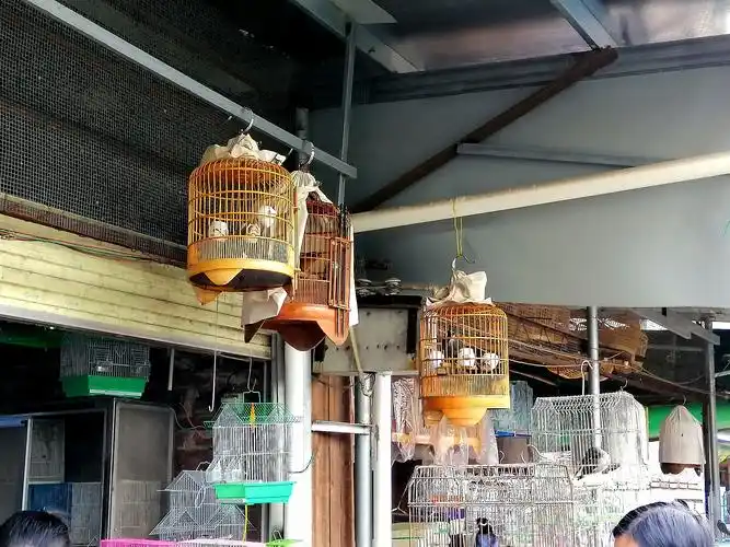 花鸟市场 | 赏花赏鸟心情好