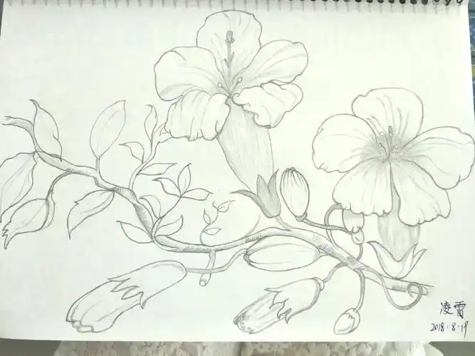 画画零基础小白的铅笔画,凌霄花