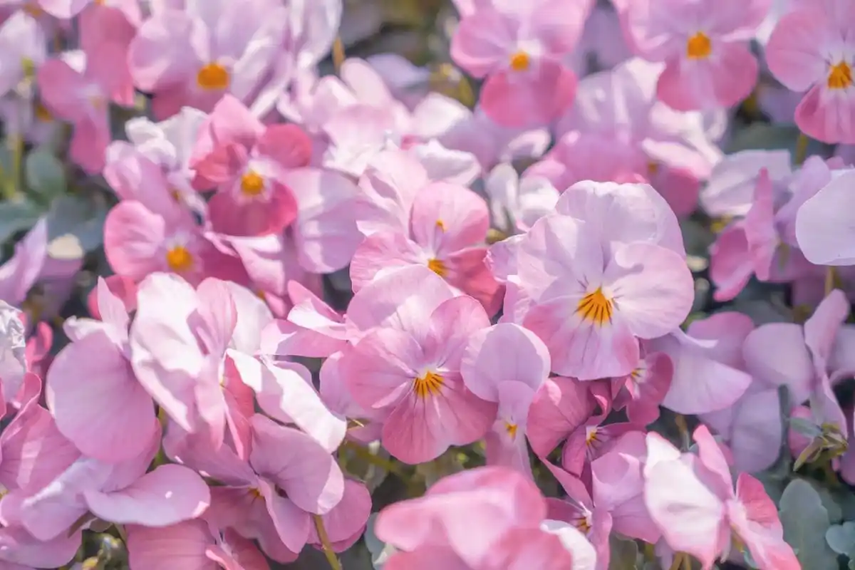 治愈系风景#樱花#唯美  - 抖音