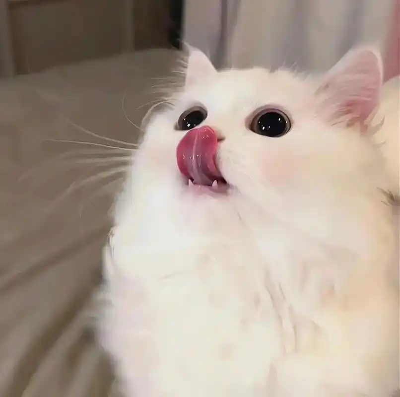 小奶猫#女生头像 #萌宠 #萌宠头像 #可爱头像 - 抖音