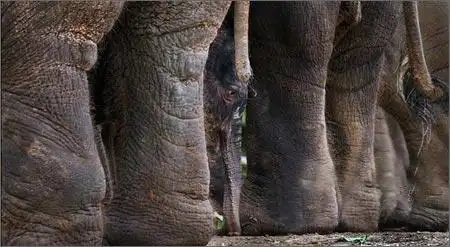 谁能给我张高清大象腿图