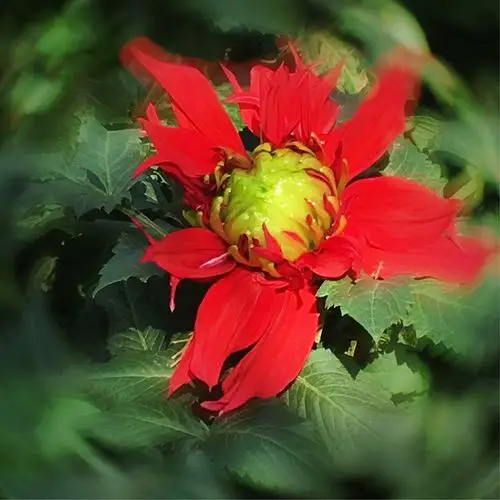 天竺牡丹-大丽花