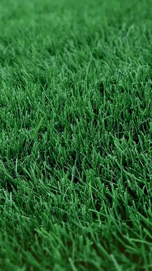 小清新唯美绿色护眼手机壁纸