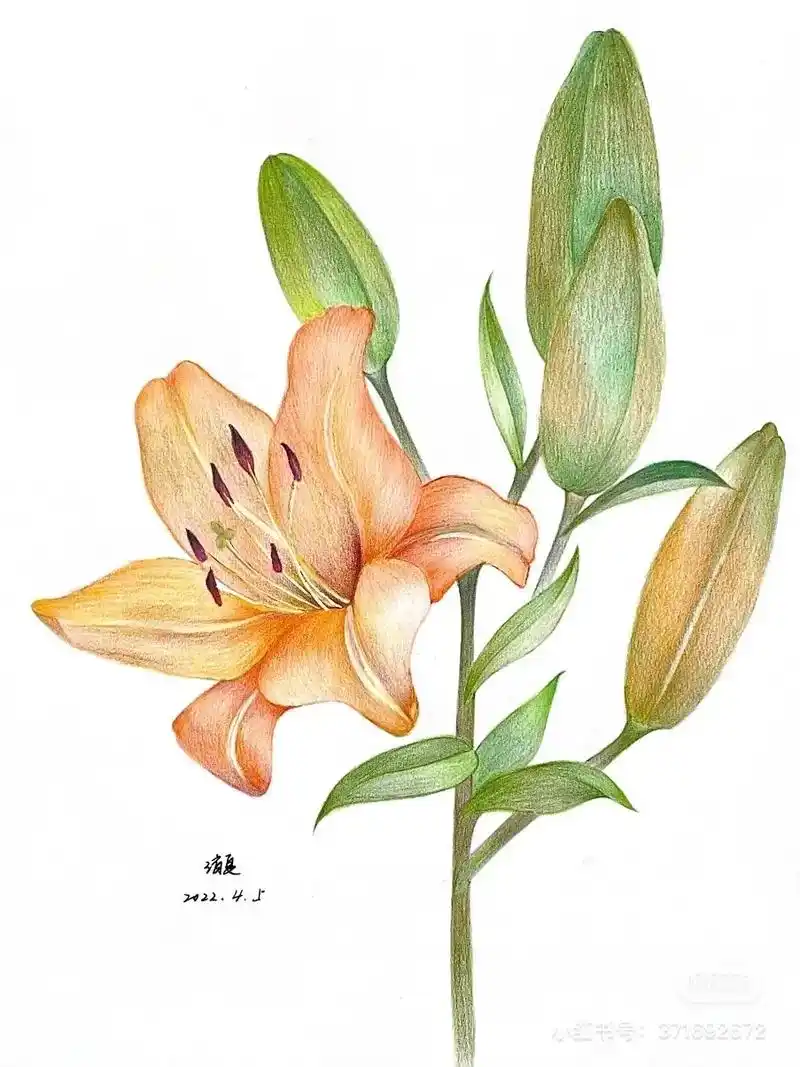 彩铅花卉 #彩铅 - 抖音