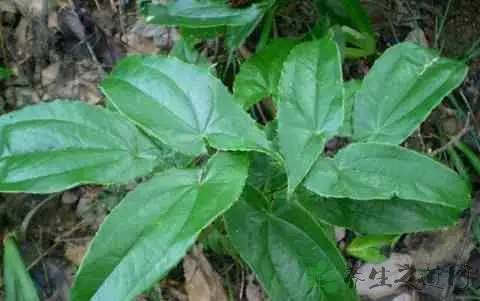 中药牛角花的功效