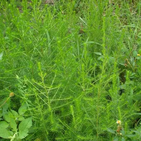 新鲜现采野生 茵陈绵茵陈茵陈蒿 整棵500克顺丰航空