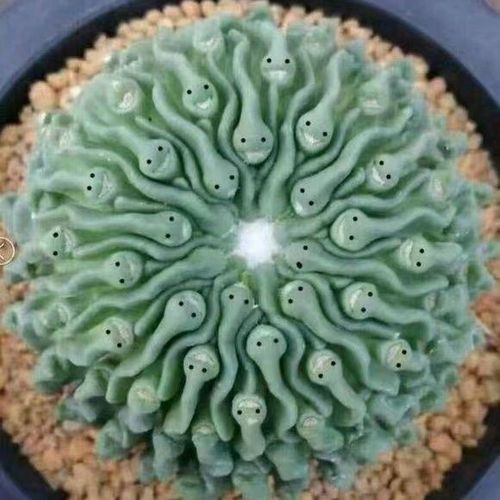 玉蝌蚪-特价促销-优惠券领取-价格|多少钱|什么牌子好-35优惠券网站