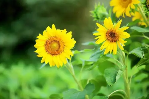 金秋的向日葵,金灿灿的笑脸迎着阳光.给人传递一种乐观的精神