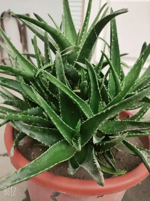 芦荟作为中药具有泻下通便,清肝,杀虫的功效.