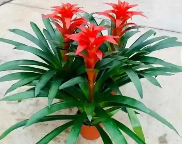 旺宅又旺财的4种花养一盆在家里(五种招财花家里放一盆)(3)