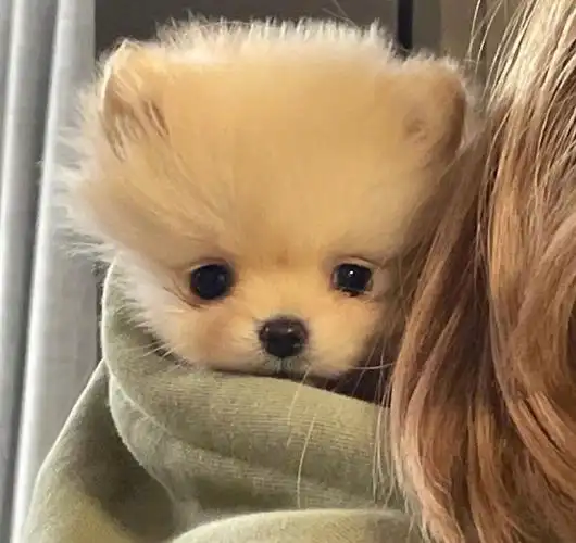 有没有类似这种的动物又沙雕又可爱的头像