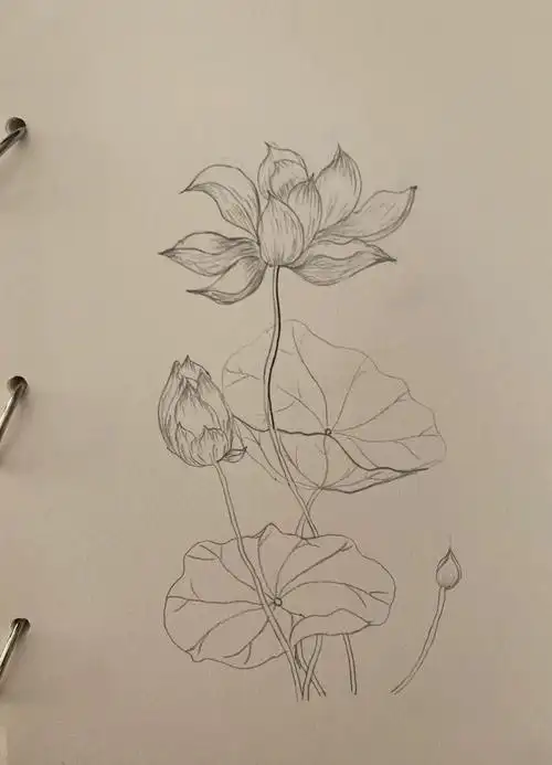 花卉简笔画练习(五)🌸🌸🌿🌿