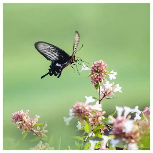 姿态轻盈的蝴蝶,在多彩多姿的花丛中穿梭往来,在春暖花开的日子里,在