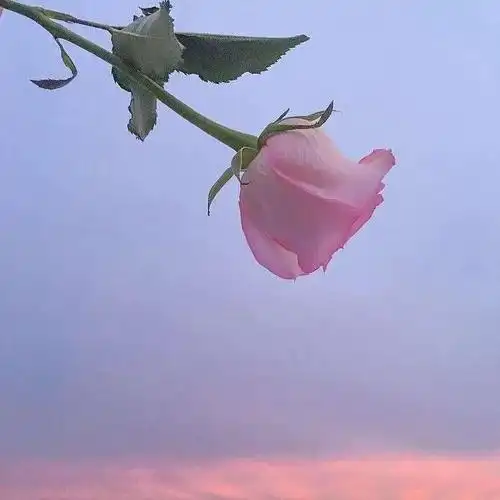 林蒽熙:文字意境封面图._唯美图片_我要个性网