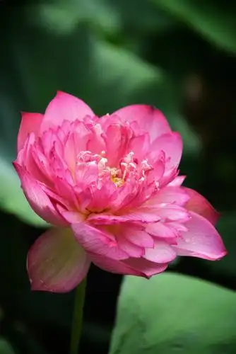 莲花山全国第34届荷花展观赏 - 美篇