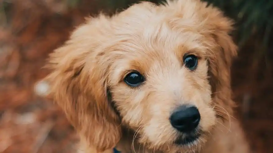 golden retriever dog 金毛犬狗