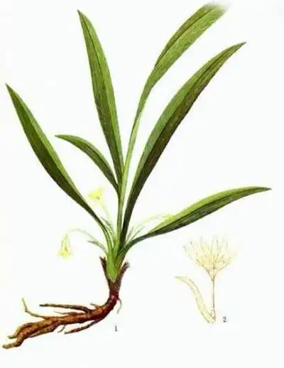 仙茅别名地棕,独茅,山党参,仙茅参,海南参.性味归经性温,味辛,有毒.