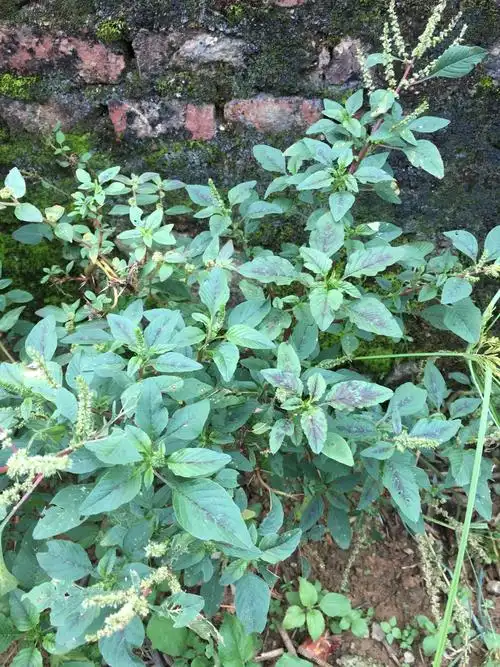 苋菜刺苋野生刺根三斤苋假猪母新鲜野刺红梗其他药食同源食品