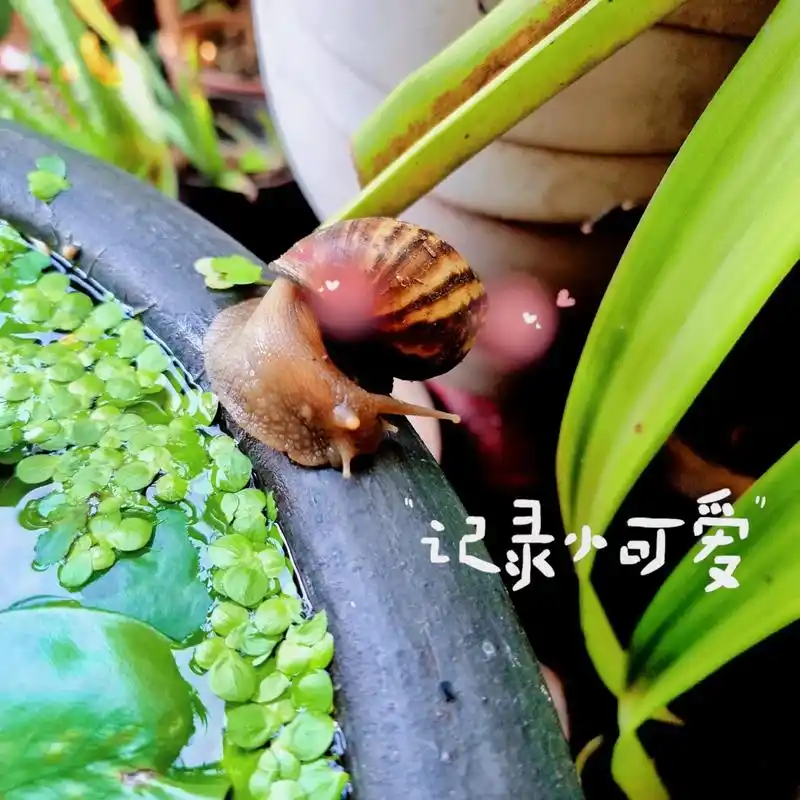 根据搜索资料指出蜗牛是会喝水的 - 抖音