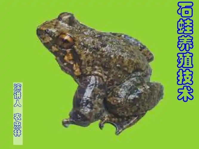 石蛙养殖技术ppt