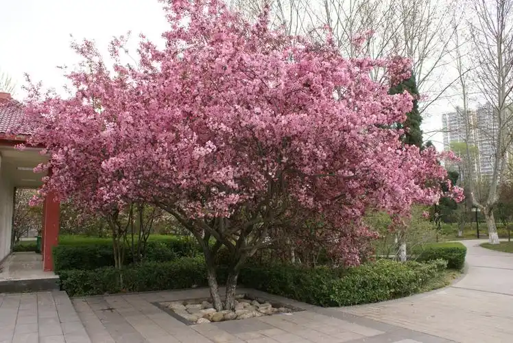 市城市管理局市人民公园春光无限这时花开