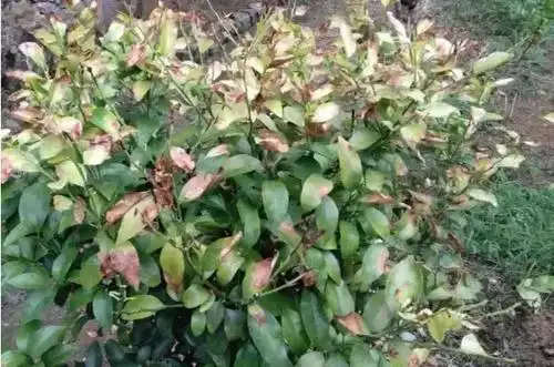 药害症状在喷药几小时至数日内即表现出来,如叶片或果实出现斑点,畸形