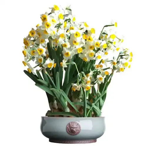 漳州水仙花种球水培水养植物室内盆栽花单瓣易活特级大种子送礼款