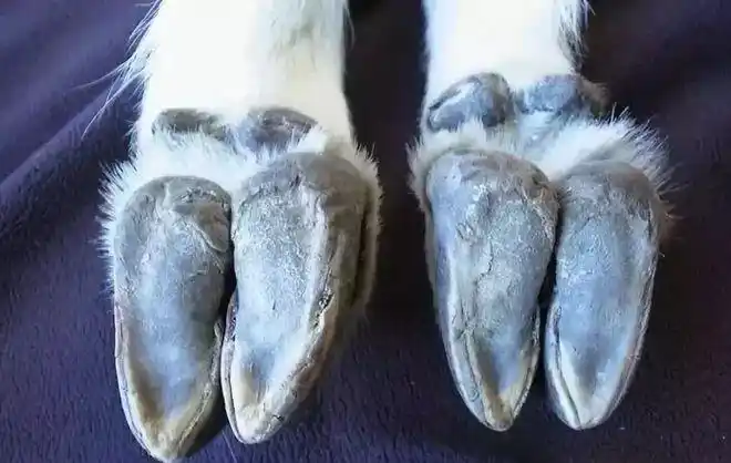 阿甘|羊蹄|山羊|蹄子|岩羊_网易订阅