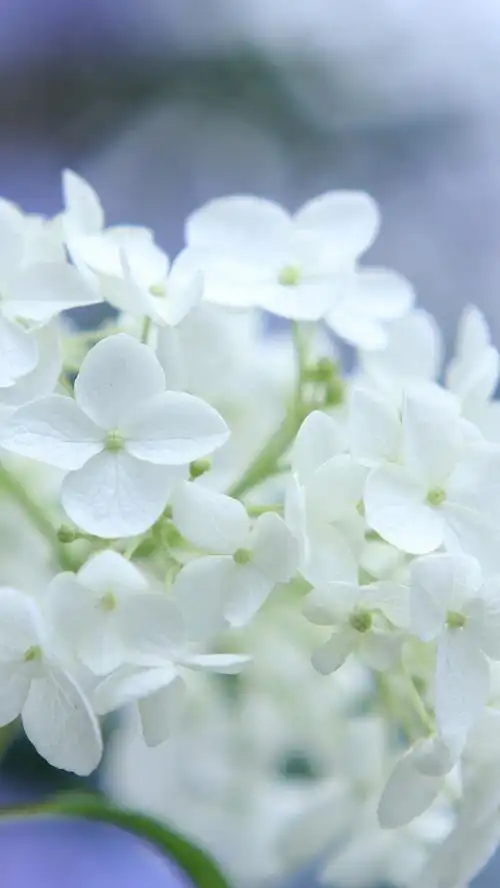 好看的鲜花图片清新淡雅宽屏手机壁纸下载第二辑_植物_手机壁纸下载_