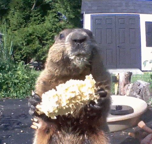 头观察起了这个胖家伙:毫无预兆的,jeff就这样喜欢上了这只胖土拨鼠