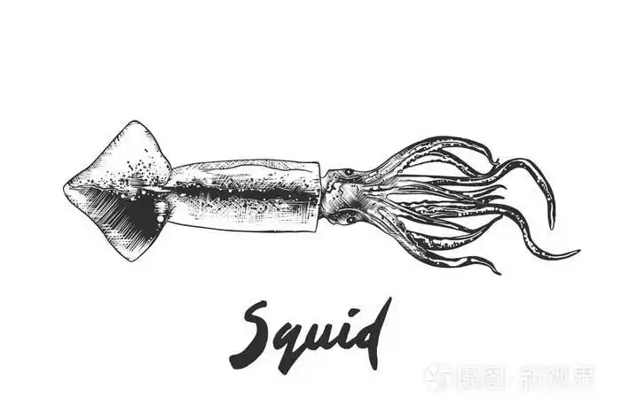 在白色背景上分离的单色鱿鱼手绘草图.详细的复古木刻风格绘图.