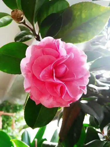 司空图 景物诗人见即夸, 岂怜高韵说红茶.