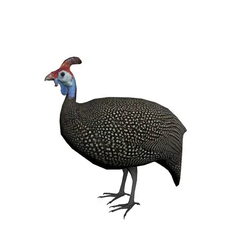 guineafowl 3d