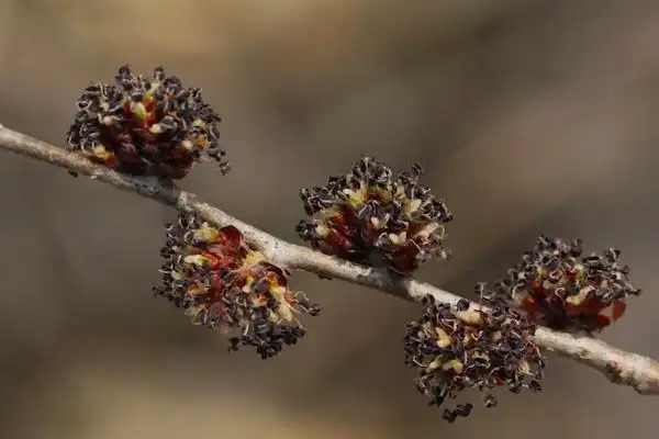 农村长在树上的美味榆钱吃的是花还是果实