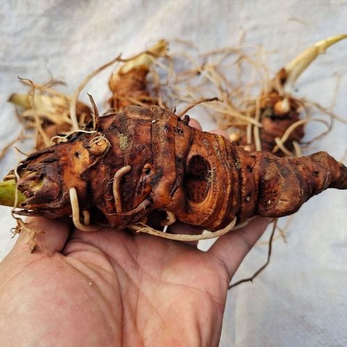 野生新鲜重楼500克 中药材七叶一枝花粉质独脚莲蚤休贵州高原地产