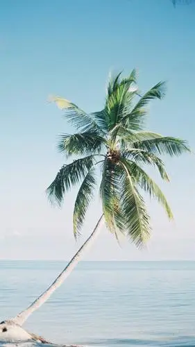 椰树,海边,大海,唯美风光,夏日,手机壁纸夏日风情椰树