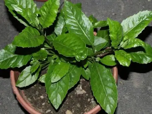 李时珍称:糖尿病高血压"怕"1草,早晚都吃点,3高永不扰!_明月草