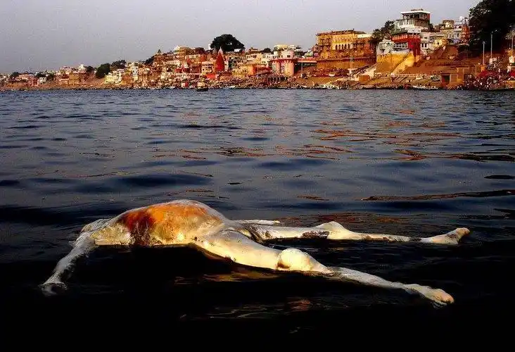 印度恒河水葬,让人受不了!