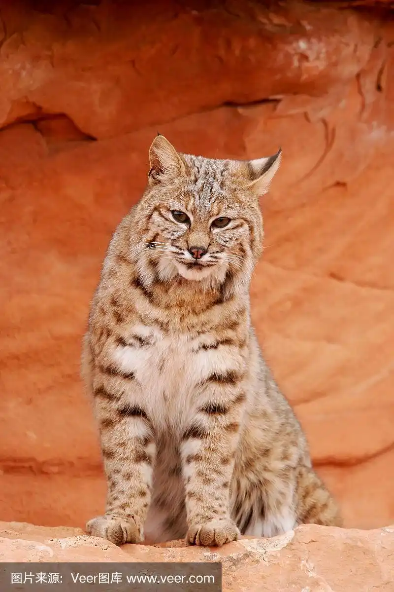 山猫坐在红色的岩石上