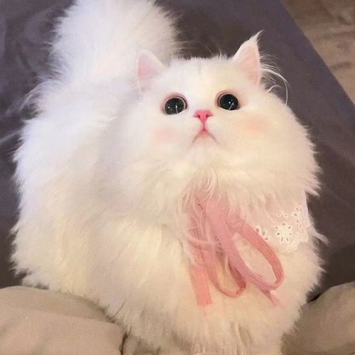 拿破仑矮脚猫纯种米努特曼基康猫咪米努特猫活体幼崽宠物纯白幼猫