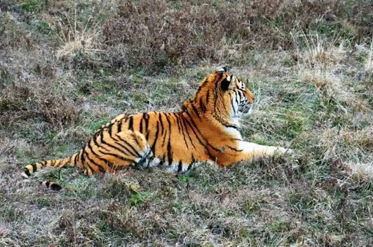 老虎在哪里老虎生活在大山还是森林