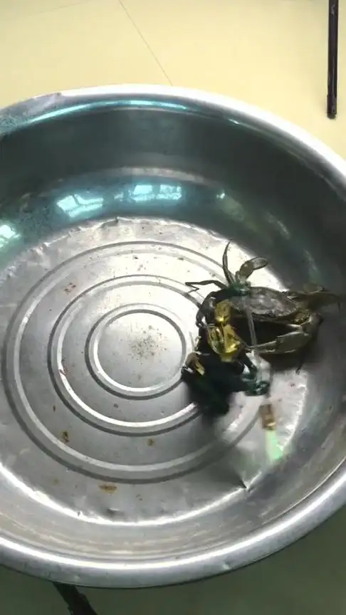 搞笑段子#这个视频火了,螃蟹:我不是人,但你是真的狗