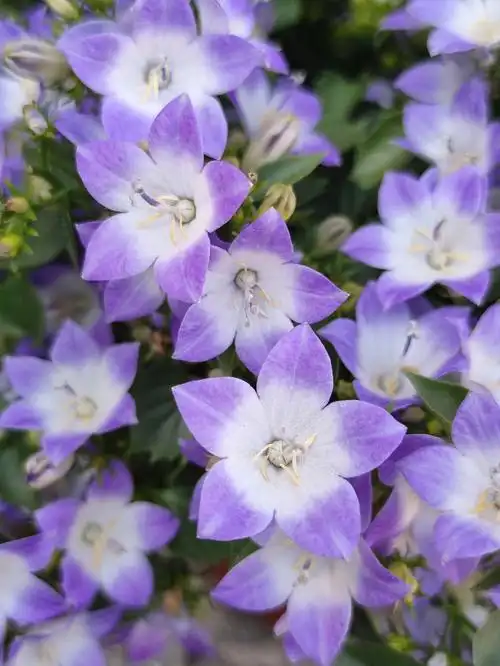 不止天上有星星丹麦风铃