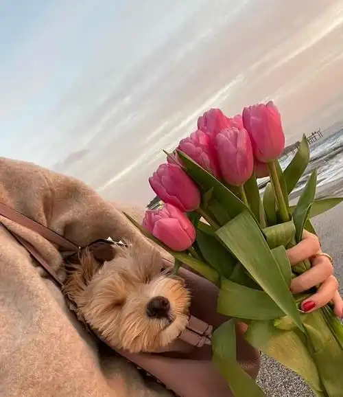 一些温柔治愈系朋友圈背景图