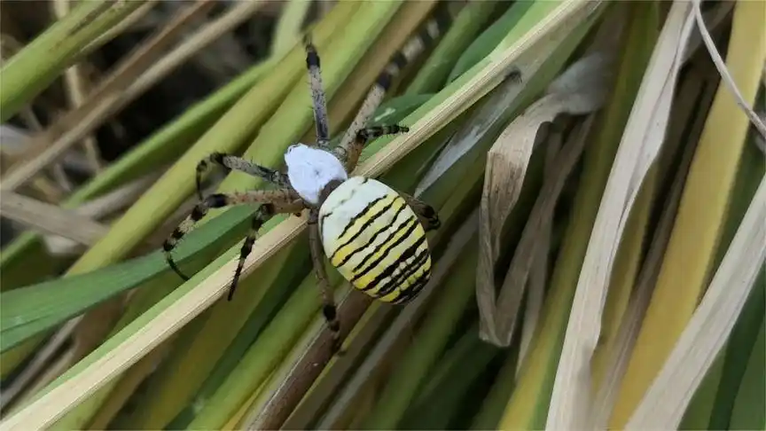 八只脚的虫子,漂亮吗?有认识的吗?库存
