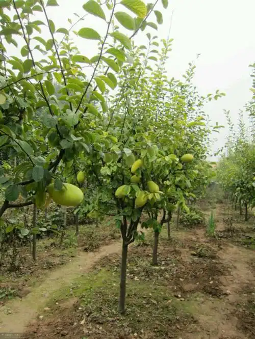 木瓜树多少钱一棵
