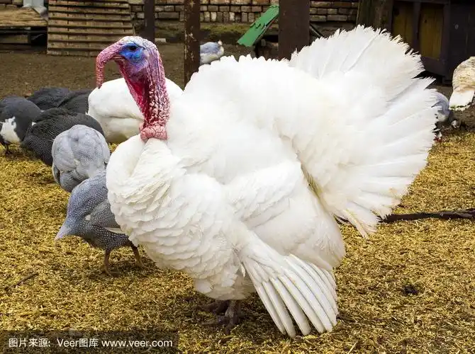 火鸡在谷仓院子里.农场上的土耳其