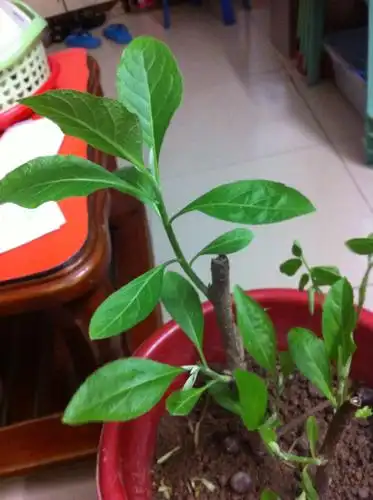 请问这是泰国仙草吗?